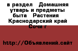  в раздел : Домашняя утварь и предметы быта » Растения . Краснодарский край,Сочи г.